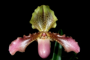 Paphiopedilum Frank Zettle 'Shane' AM/AOS 83 pts.